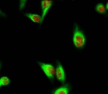 HDAC6 (phospho-Ser22) antibody