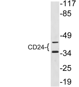 CD24 antibody