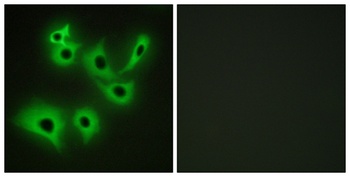 R-cadherin rabbit pAb