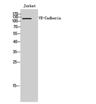 Cadherin 5 antibody