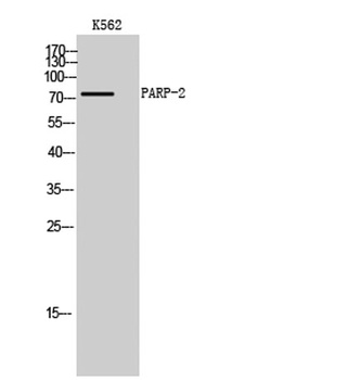 PARP-2 rabbit pAb