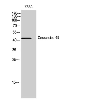 Connexin 45 antibody
