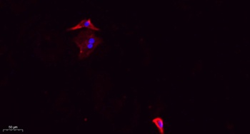 DRP1 (phospho Ser637) rabbit pAb
