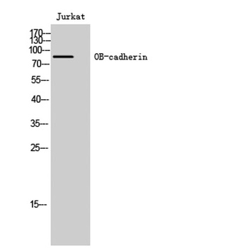OB-cadherin rabbit pAb