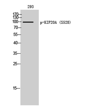 KIF20A (phospho-Ser528) antibody