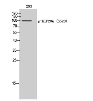 KIF20A (phospho Ser528) rabbit pAb