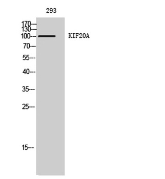 KIF20A antibody