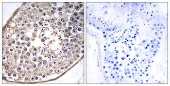 Dynein LC 4 rabbit pAb