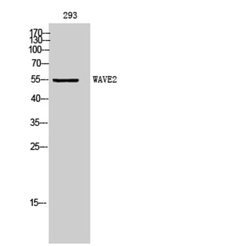 WAVE2 antibody