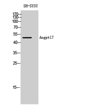 Angptl7 antibody