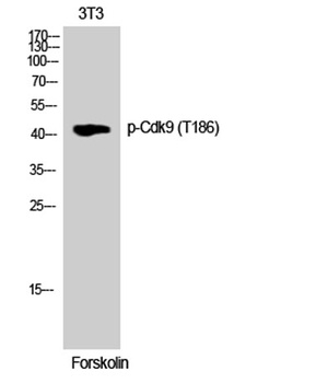 Cdk9 (phospho-Thr186) antibody
