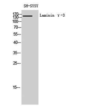 Laminin gamma-3 antibody