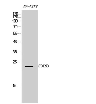 CDKN3 antibody