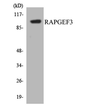Epac rabbit pAb