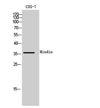 Mindin antibody