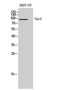 Vav3 antibody