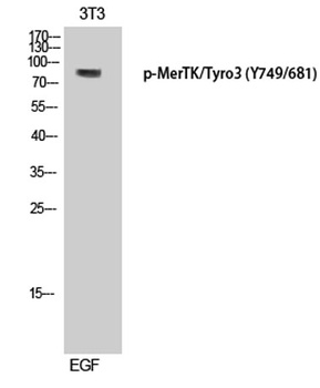 MerTK/Tyro3 (phospho-Tyr749/681) antibody