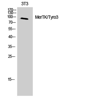 MerTK/Tyro3 antibody