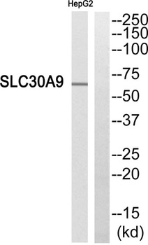 ZnT-9 rabbit pAb Antibody