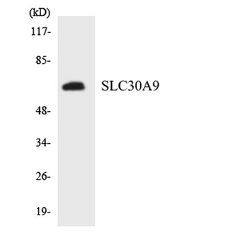ZnT-9 rabbit pAb Antibody