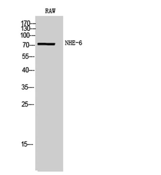 NHE-6 rabbit pAb