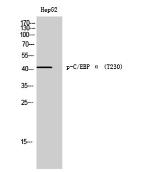 C/EBP alpha (phospho-Thr230) antibody