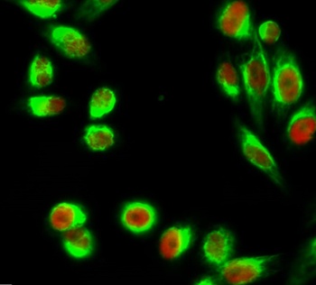 C/EBP β rabbit pAb