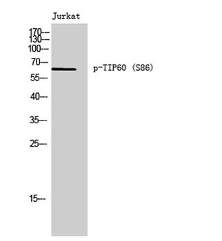 TIP60 (phospho Ser86) rabbit pAb
