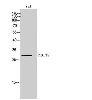 PHAPI2 antibody