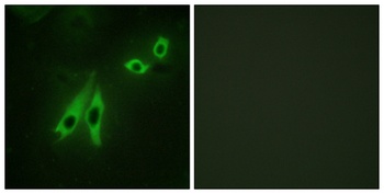 AKAP 110 antibody