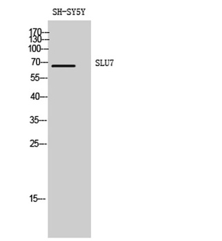 SLU7 rabbit pAb