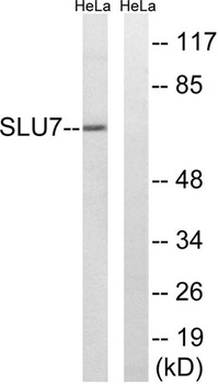 SLU7 rabbit pAb Antibody
