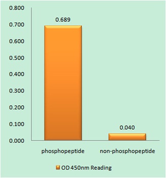 CENP-A (phospho-Ser7) antibody