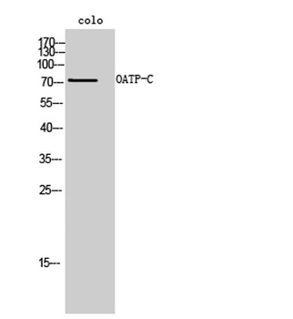 OATP-C antibody