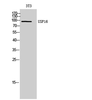USP16 rabbit pAb Antibody