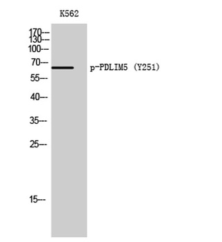 PDLIM5 (phospho Tyr251) rabbit pAb