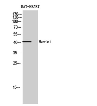 Hexim1 antibody