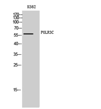 POLR3C rabbit pAb