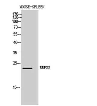 RRP22 antibody