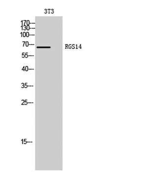 RGS14 rabbit pAb