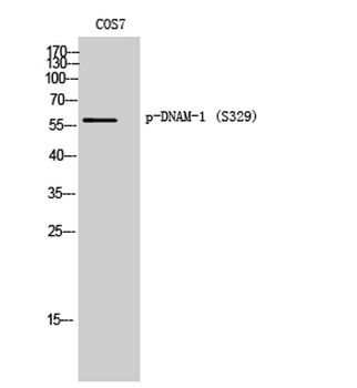 DNAM-1 (phospho-Ser329) antibody