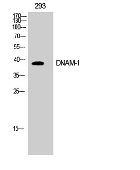 DNAM-1 antibody