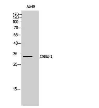 CGREF1 rabbit pAb