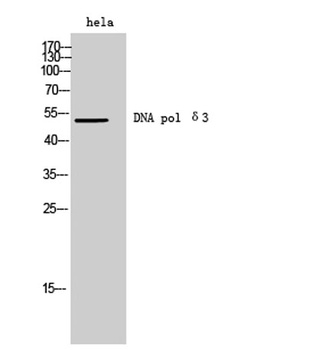 DNA pol delta 3 antibody