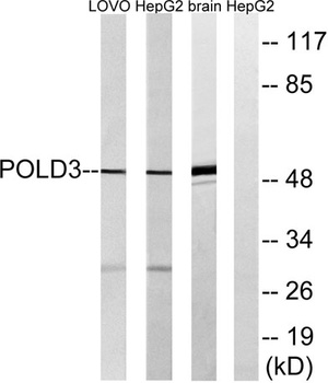 DNA pol δ3 rabbit pAb Antibody