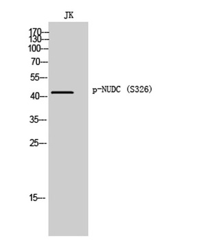 NUDC (phospho-Ser326) antibody
