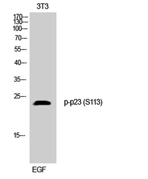 p23 (phospho-Ser113) antibody