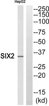 Six2 antibody