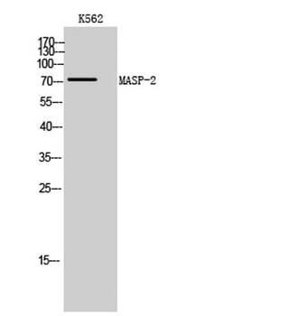 MASP-2 rabbit pAb