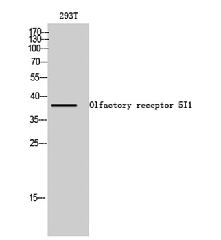 Olfactory receptor 5I1 antibody